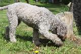 LAGOTTO CAVAGE 046